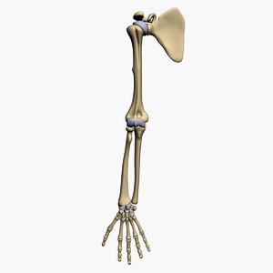 3d model bones human arm anatomy