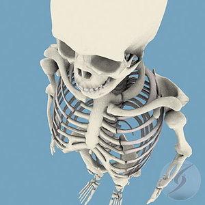 esqueleto human skeleton 3d 3ds