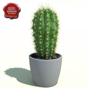 3d cactus cleistocactus starausii model
