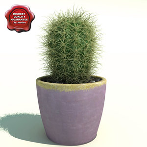 maya cactus oreocereus celsianus