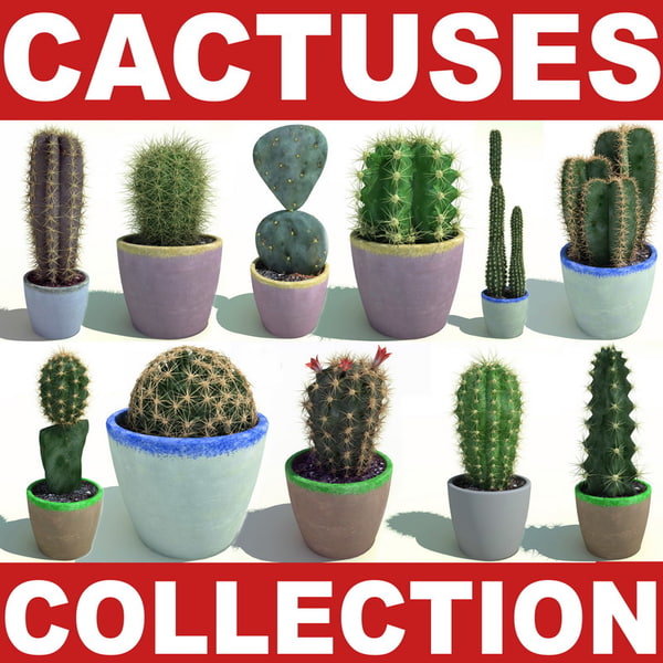 What You Should Do To Find Out About Succulent Plants Names Before You're Left Behind
