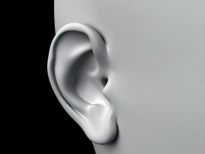 3d model ear anatomically