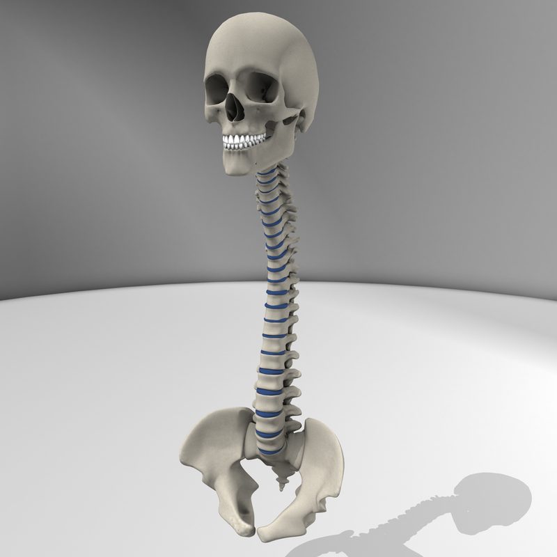 3d Model Skull Spine