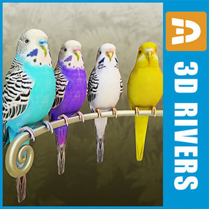 budgies birds parrots 3d max