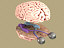 human brain eyes 3d model