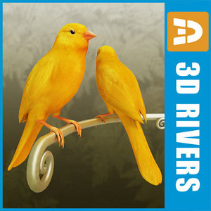 canary bird x