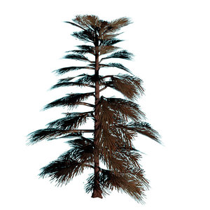 3d fir tree model