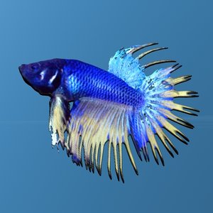 3d beta fish chinese fighting model