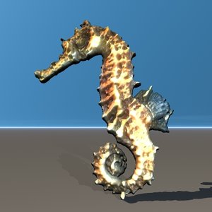 sea horse seahorse 3d model