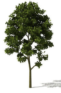 free lwo model tree