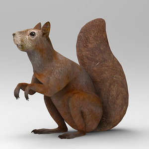 3d squirrel model