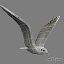 jhonatan livingstone v2 flying seagull 3d model