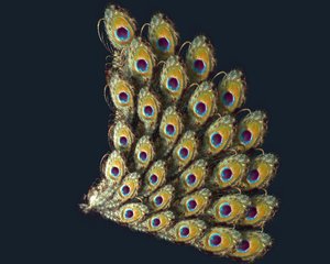 maya peacock tail