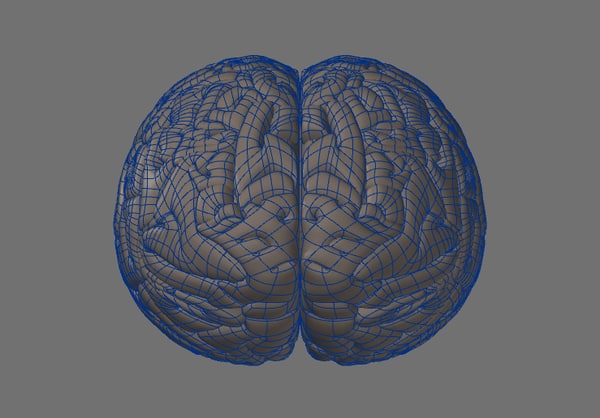 뇌 3D 모델 - TurboSquid 489520