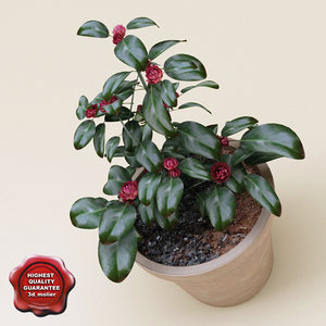 3d camellia japonica