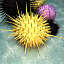 3d urchins sea set