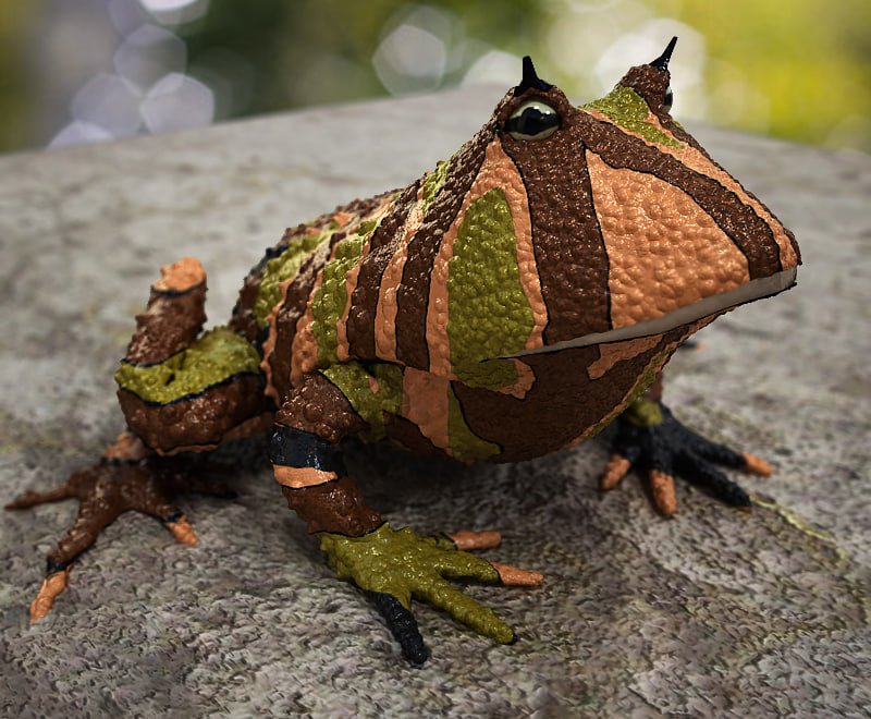 [Image: Argentine-Horned-Frog.jpg8bd6dcdd-9f93-4...iginal.jpg]