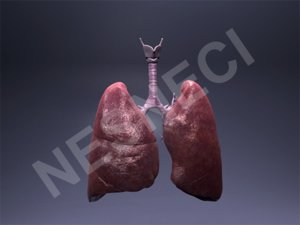 lungs trachea 3d obj