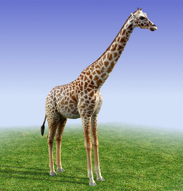 3d model of giraffe polys