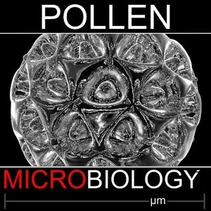 pollen spore 3d obj