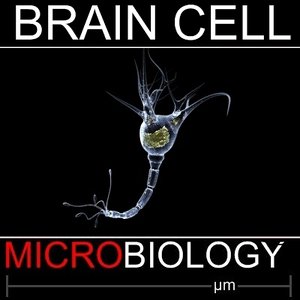 3d model brain cell