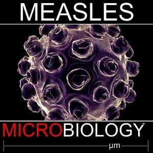 3d measles virus science model