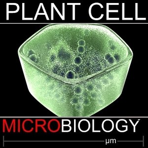 3d plant cell model