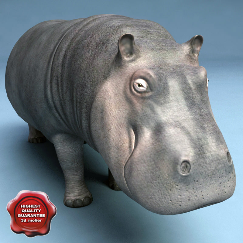 3d Model Hippo Modelled