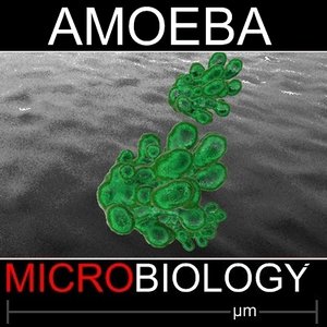 single celled amoeba c4d