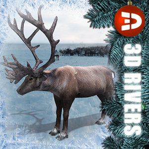3d reindeer deer model