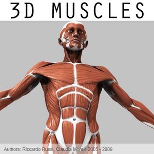 3d model muscular external muscles