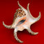 3d seashell chiragra