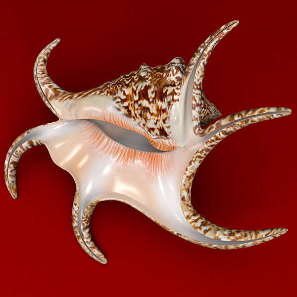 3d seashell chiragra
