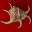 3d seashell chiragra