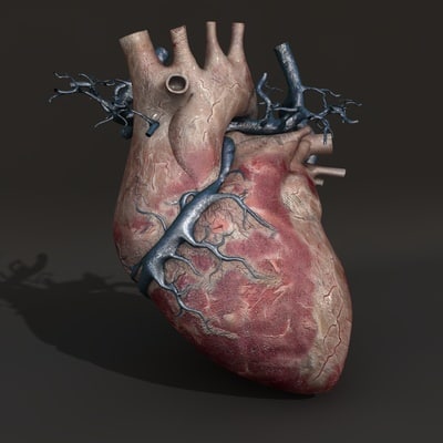 human heart 3d c4d