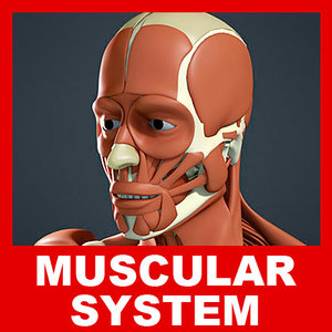 3d medically muscular skeleton model