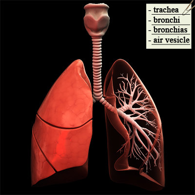 3d human lungs