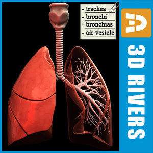 3d human lungs