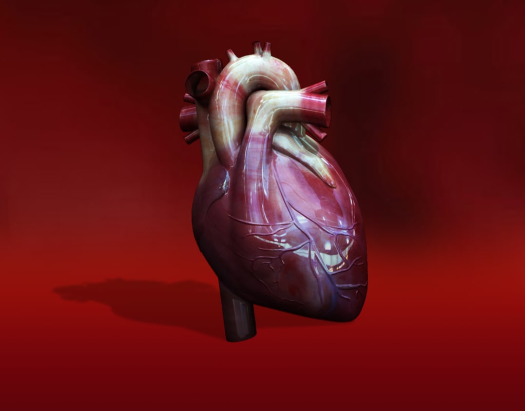 3d human heart drawing