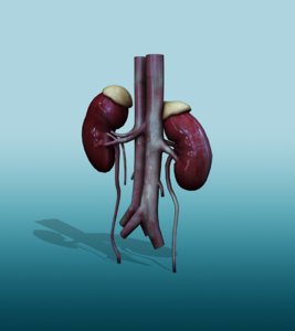 maya human kidneys