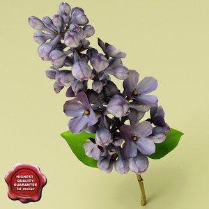 lilac flower 3d model