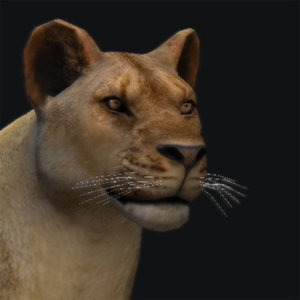 lion 3d 3ds