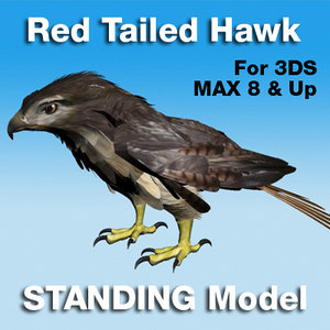 red tailed hawk standing 3d max