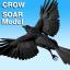 3d model crow soaring rigged v8