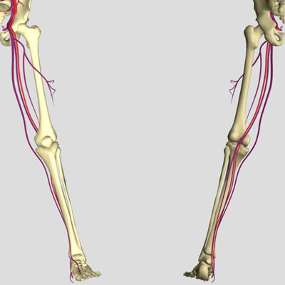male human anatomy skeleton 3d model
