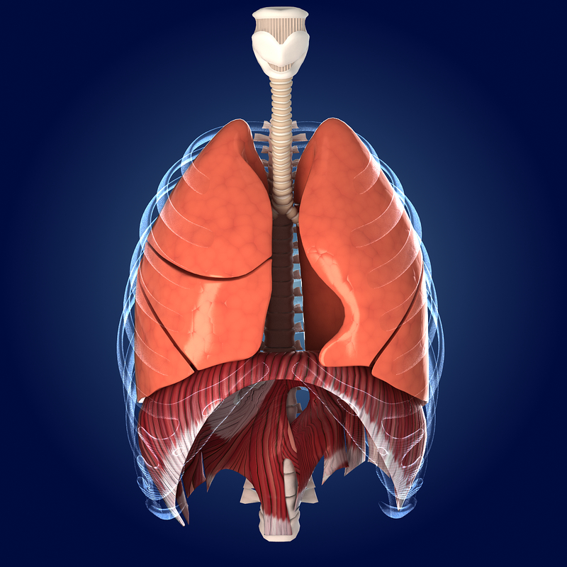 human lungs animals max