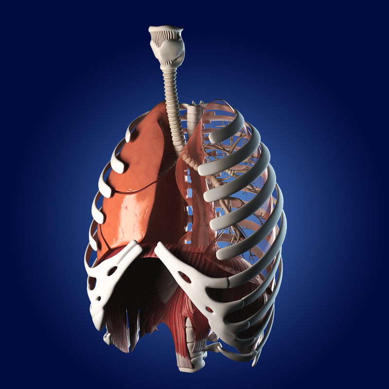 human lungs animals max