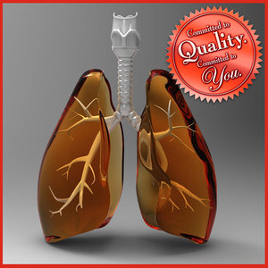 human lungs 3d model