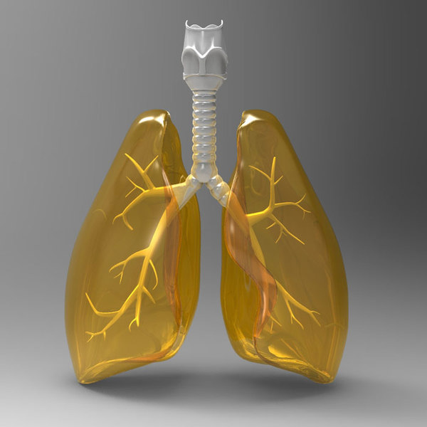lung 3d model zbrush