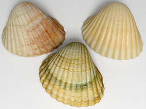 3d max ark cockle seashell